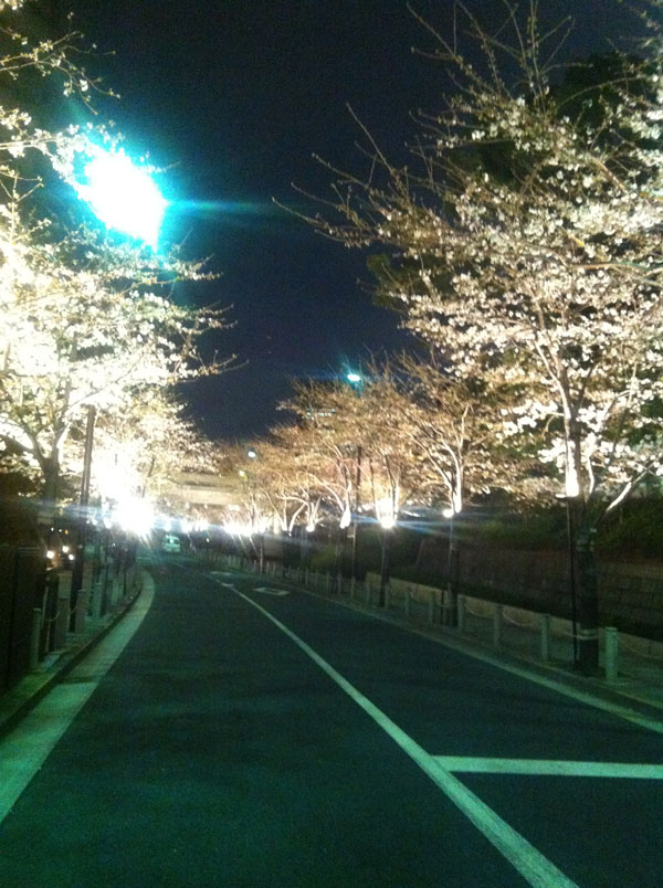 20130319sakura