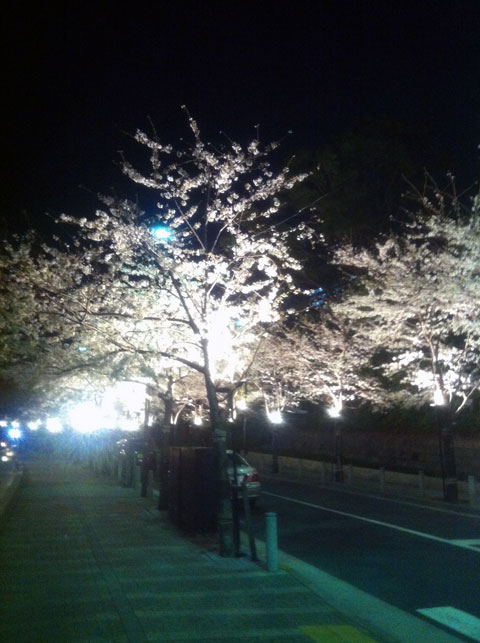 20130321sakura