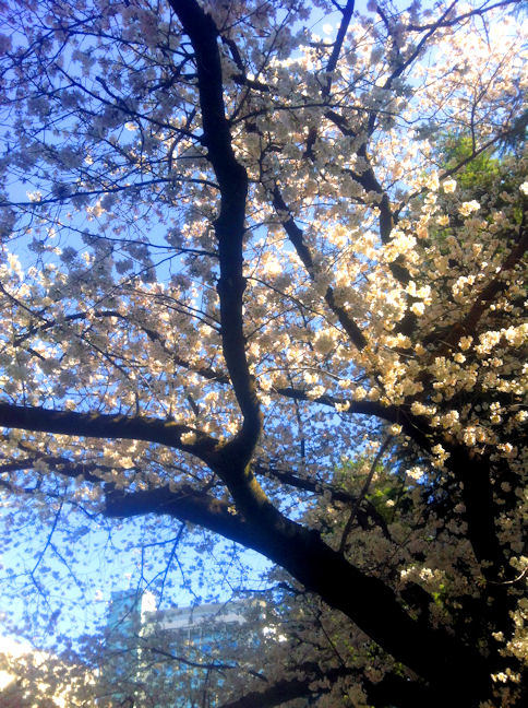 20130322sakurahiru