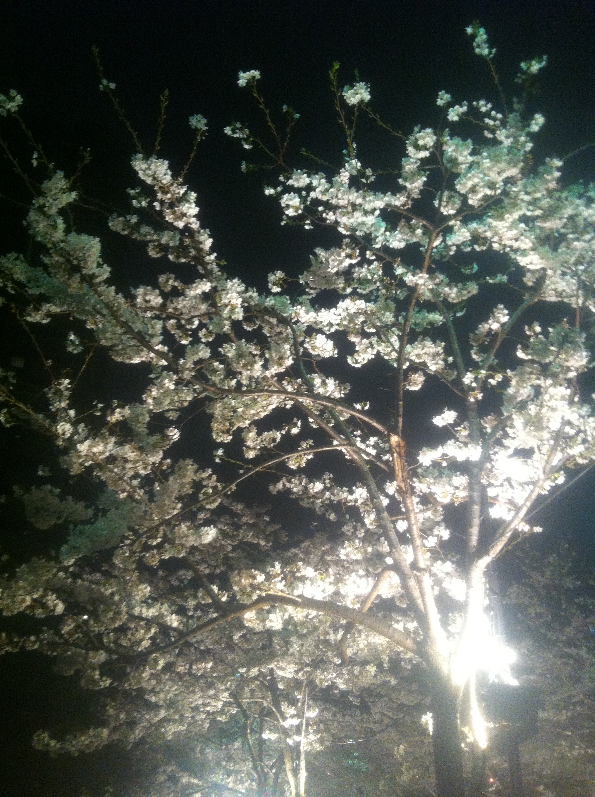 桜0322満開