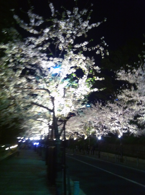 sakurabbb